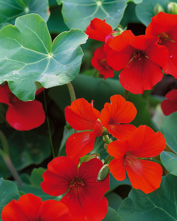 Semillas de capuchina Empress Of India (Tropaeolum majus) – anual