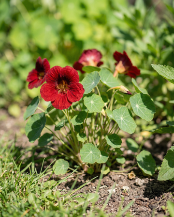 Semillas de capuchina Empress Of India (Tropaeolum majus) – anuales de SeedsChoice