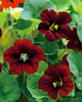 Semillas de capuchina Black Velvet Tropaeolum majus, flor anual