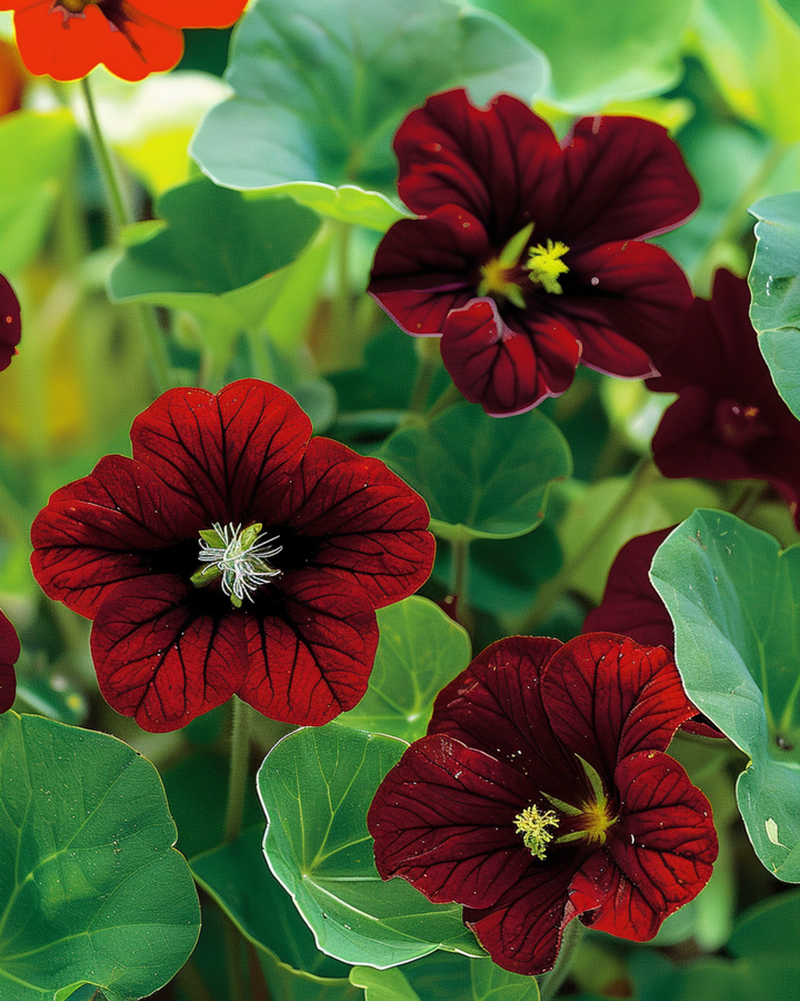 Sementes de capuchinha Black Velvet (Tropaeolum majus) – flor anual