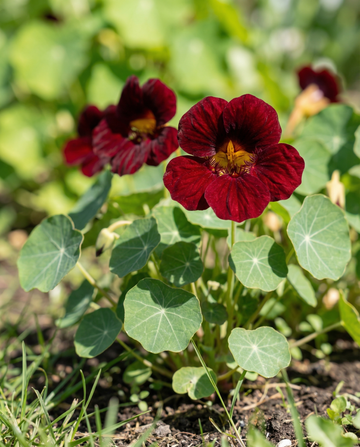 Semillas de capuchina Black Velvet (Tropaeolum majus) – flores anuales de SeedsChoice