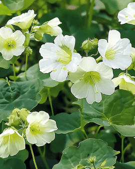 Semillas de capuchina Milkmaid Tropaeolum majus, anual