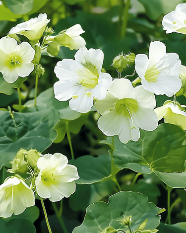 Nasturtium Milkmaid seeds (Tropaeolum majus) – annual