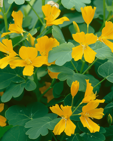 Sementes de capuchinha-trepadora (Tropaeolum peregrinum) – trepadeira anual