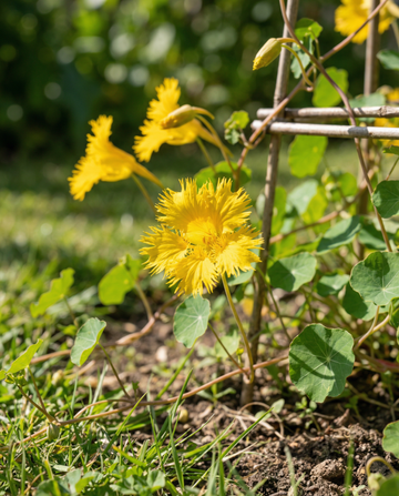 Capuchinha-trepadora (Tropaeolum peregrinum) – sementes de trepadeira anual da SeedsChoice