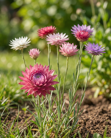 Mezcla mixta (Xeranthemum annuum) – semillas de flor anual de SeedsChoice