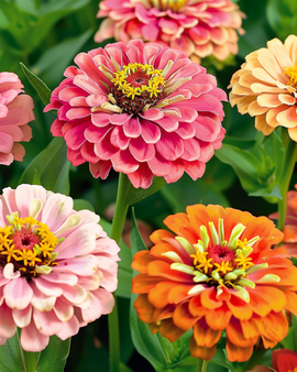 Semillas de Zinnia Thumbelina enana mezcla de colores Zinnia Elegans anual
