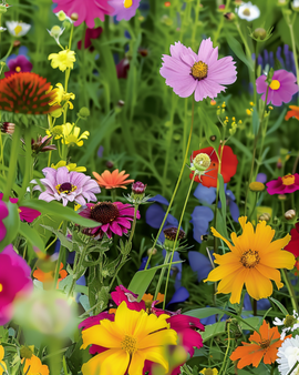 Semillas de flores de verano anuales mezcla de 20 a 80 cm de altura