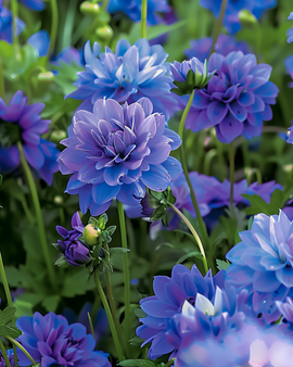 Semillas de flores de verano azules mezcla anual tonos azules
