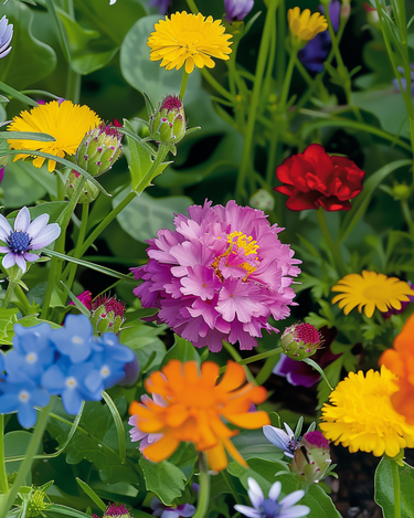 Semillas Bee Mixture Low Growing Mix – flor anual