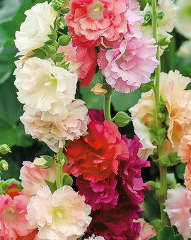 Sementes de malva-rosa Alcea Rosea Chater Double Mixed bienal