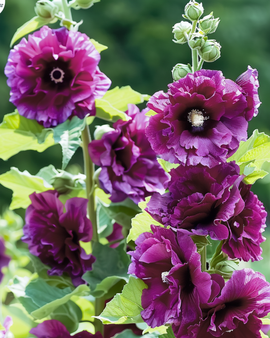 Semillas de malva real Alcea rosea Chater's Deep Purple bienal