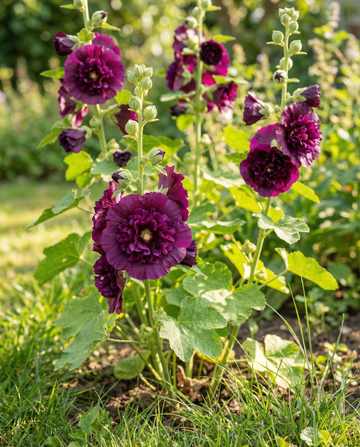 Malva real Chater's Deep Purple (Alcea rosea) – semillas bienales de SeedsChoice