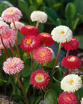 Semillas de margarita Bellis perennis mixta bienal Pomponette