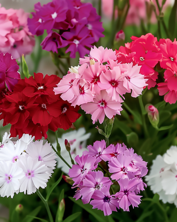 Sementes de Sweet William Mixed Colors (Dianthus barbatus) – mistura bienal