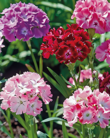 Semillas de clavel del poeta de flor doble en mezcla (Dianthus barbatus) – flor bienal