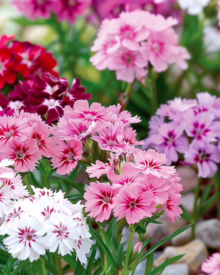 Semillas de clavel del poeta enano en mezcla (Dianthus barbatus) – flor bienal
