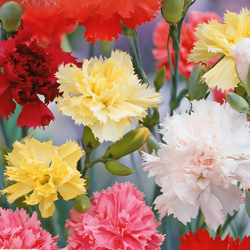Semillas de clavel Grenadin Mixed (Dianthus caryophyllus) – mezcla bienal