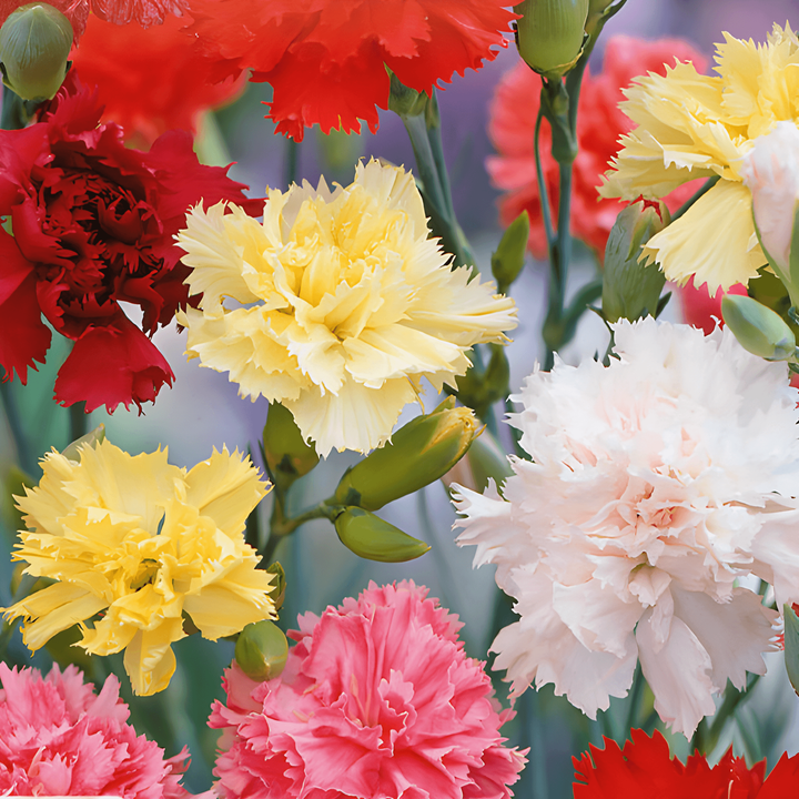 Sementes de Cravo Grenadin Mixed (Dianthus caryophyllus) – mistura bienal