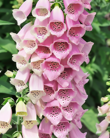 Semillas de Apricot Beauty (Digitalis purpurea) – flor bienal