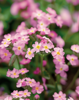 Semillas de nomeolvides Victoria Pink Myosotis alpestris bienal