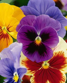 Sementes de amor-perfeito Aalsmeer Giants Mixed Viola wittrockiana bienal