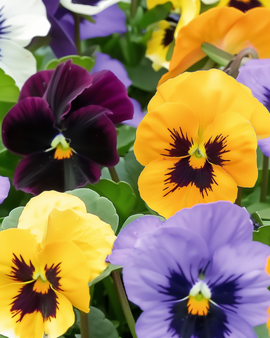 Semillas de pensamiento Swiss Giants Mixed Viola Wittrockiana bienal