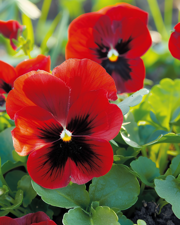 Semillas de pensamiento Evening Sun (Viola wittrockiana) – flor bienal