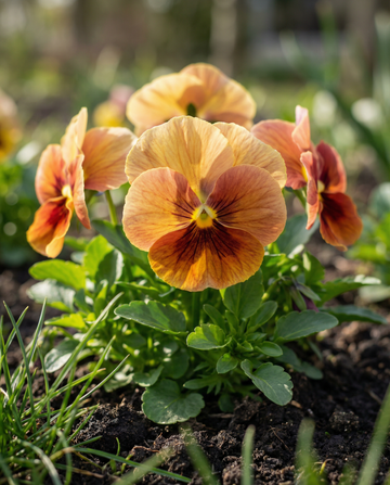Pensamiento Evening Sun (Viola wittrockiana) – semillas de flor bienal de SeedsChoice
