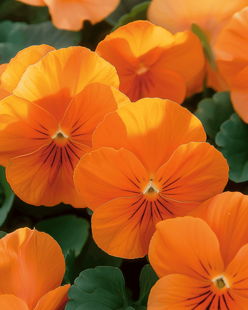 Sementes de amor-perfeito Pure Orange (Viola wittrockiana) – flor bienal