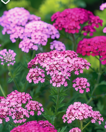 Semillas milenrama Cerise Queen (Achillea millefolium) – perenne