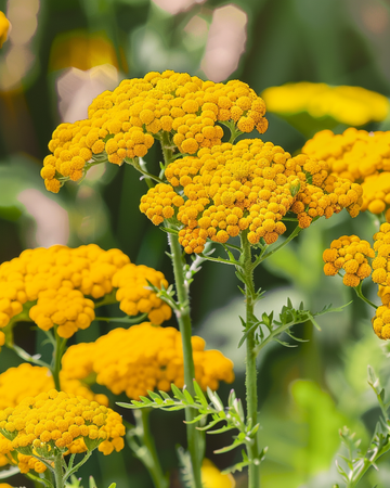 Sementes de Cloth Of Gold (Achillea filipendulina) – perene