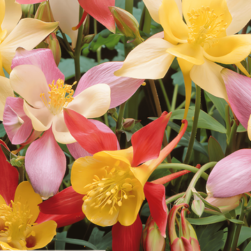 Semillas de aguileña Mrs Scott Elliott Cottage Garden (Aquilegia vulgaris) – perenne