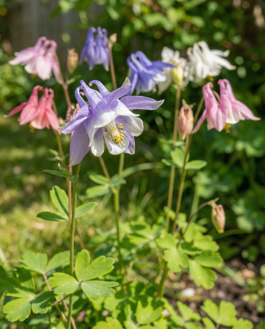 Aguileña Mrs Scott Elliott Cottage Garden (Aquilegia vulgaris) – semillas de perenne de SeedsChoice
