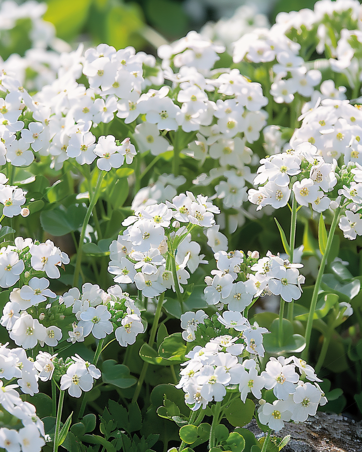 Rock Cress Snowball seeds (Arabis alpina) – perennial vegetable