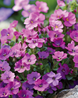 Aubrietia Seeds Whitewell Gem Aubrieta Hybrida Perennial