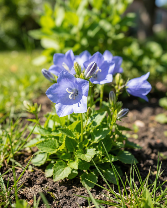 Campanula azul (Campanula carpatica) – semillas de flor perenne de SeedsChoice