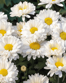 Semillas de margarita Shasta Silver Princess blanca Chrysanthemum Maximum perenne