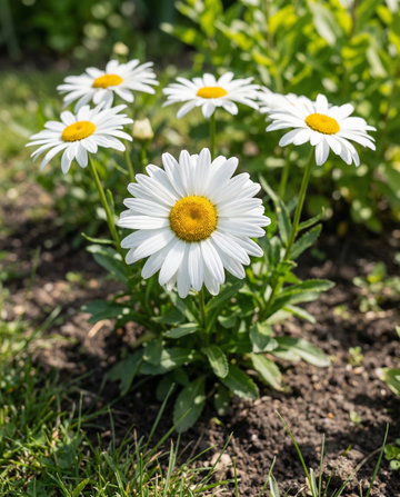 Margarita Shasta Silver Princess blanca (Chrysanthemum maximum) – semillas perennes de SeedsChoice