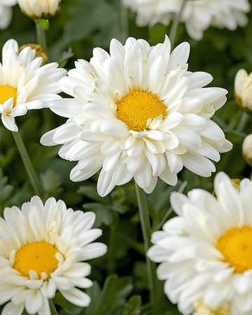 Semillas de margarita shasta May Queen White (Leucanthemum × superbum) – perenne