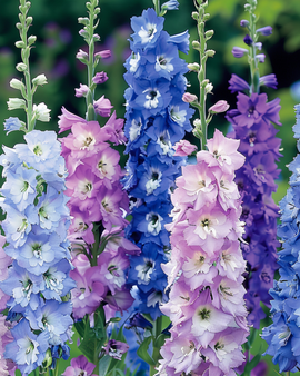 Sementes de esporas-da-cavalheiro Delphinium Cultorum Giant Pacific — mistura perene