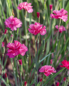 Sementes de Cravo-rasteiro Dianthus deltoides Perene Carmine Rose