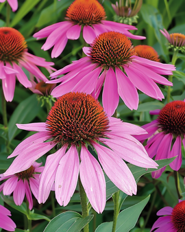 Semillas de equinácea púrpura Echinacea purpurea perenne