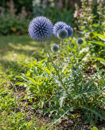 Globe Thistle Blue Pollinator Friendly (Echinops ritro) – perennial seeds from SeedsChoice