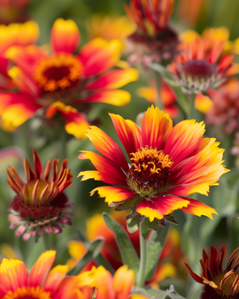 Semillas de flor manta Gaillardia aristata perenne