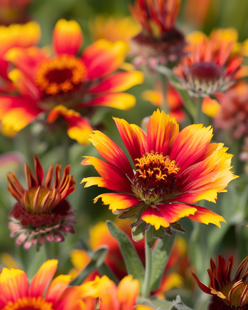 Semillas de gaillardia (Gaillardia aristata) – flor perenne
