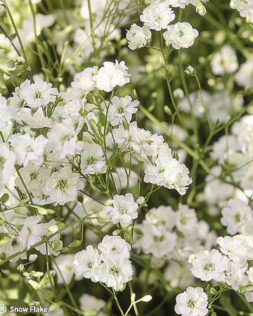 Sementes de Snow Flake (Gypsophila paniculata) – perene