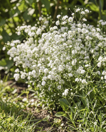 Snow Flake (Gypsophila paniculata) – sementes de planta perene da SeedsChoice