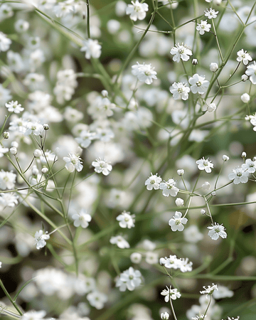 Semillas de White Single Flowered (Gypsophila paniculata) – flor perenne
