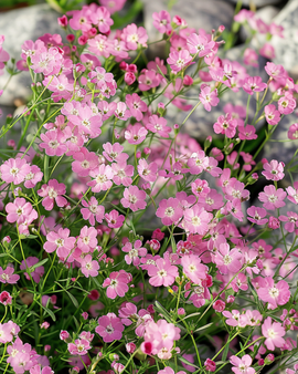 Semillas de Gypsophila rastrera Gypsophila Repens perenne